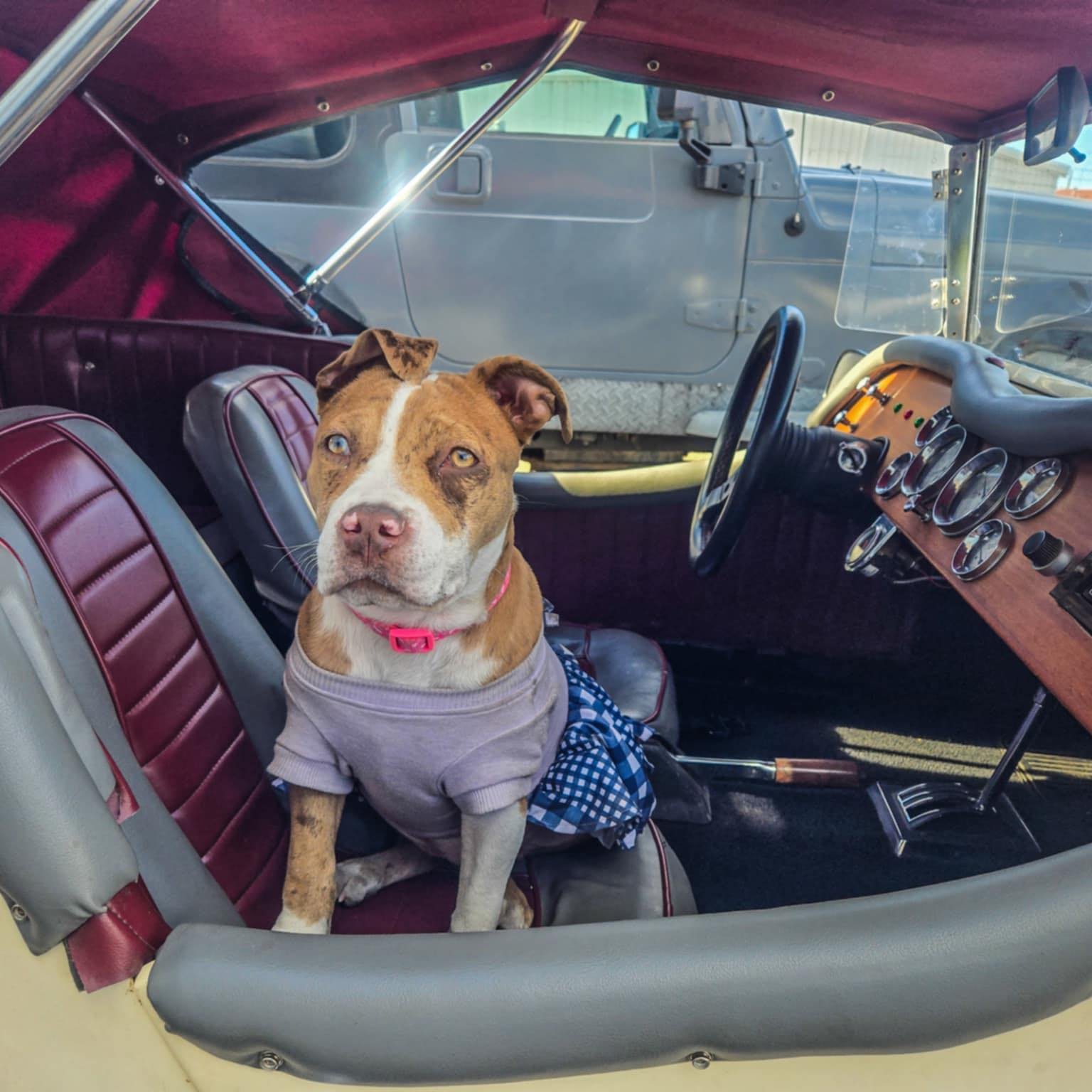 Happy dog riding in a freshly restored classic car interior at AJ's Auto Rehab